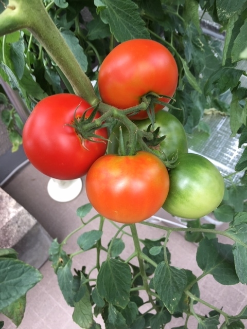 f:id:tomatotopan:20200712140308j:plain
