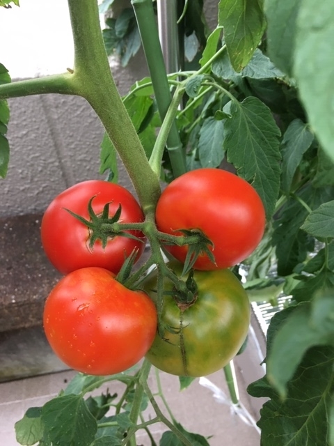 f:id:tomatotopan:20200713220626j:plain