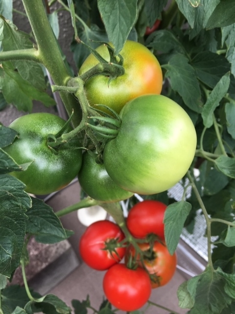 f:id:tomatotopan:20200715185124j:plain