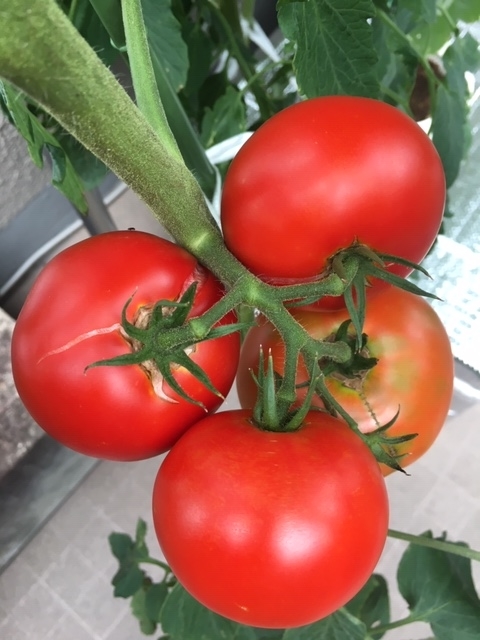 f:id:tomatotopan:20200715185210j:plain