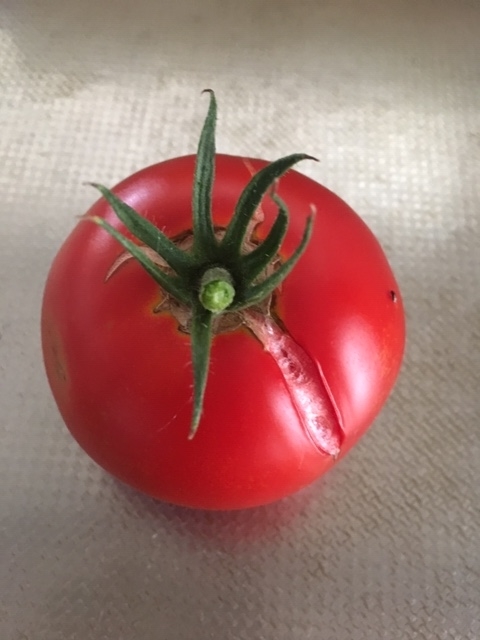 f:id:tomatotopan:20200715185333j:plain