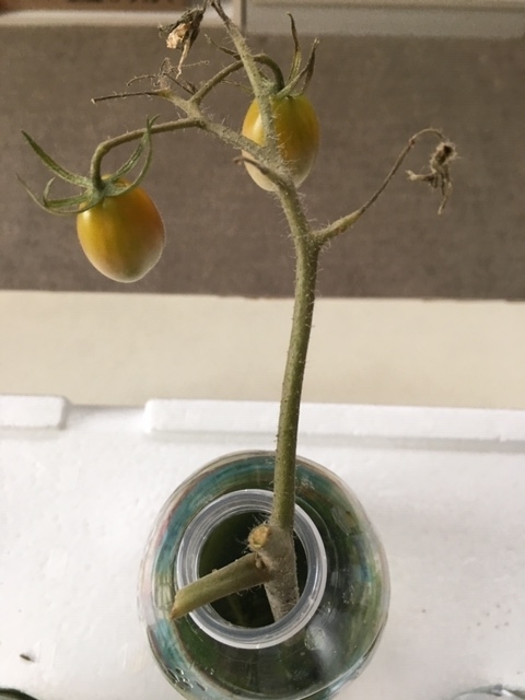 f:id:tomatotopan:20200820181302j:plain