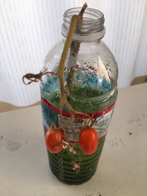 f:id:tomatotopan:20200820181628j:plain