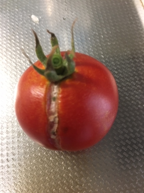 f:id:tomatotopan:20200830091436j:plain