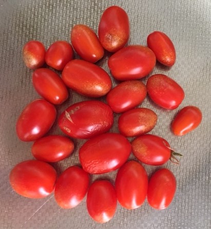 f:id:tomatotopan:20200903150222j:plain
