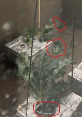 f:id:tomatotopan:20201009165039j:plain