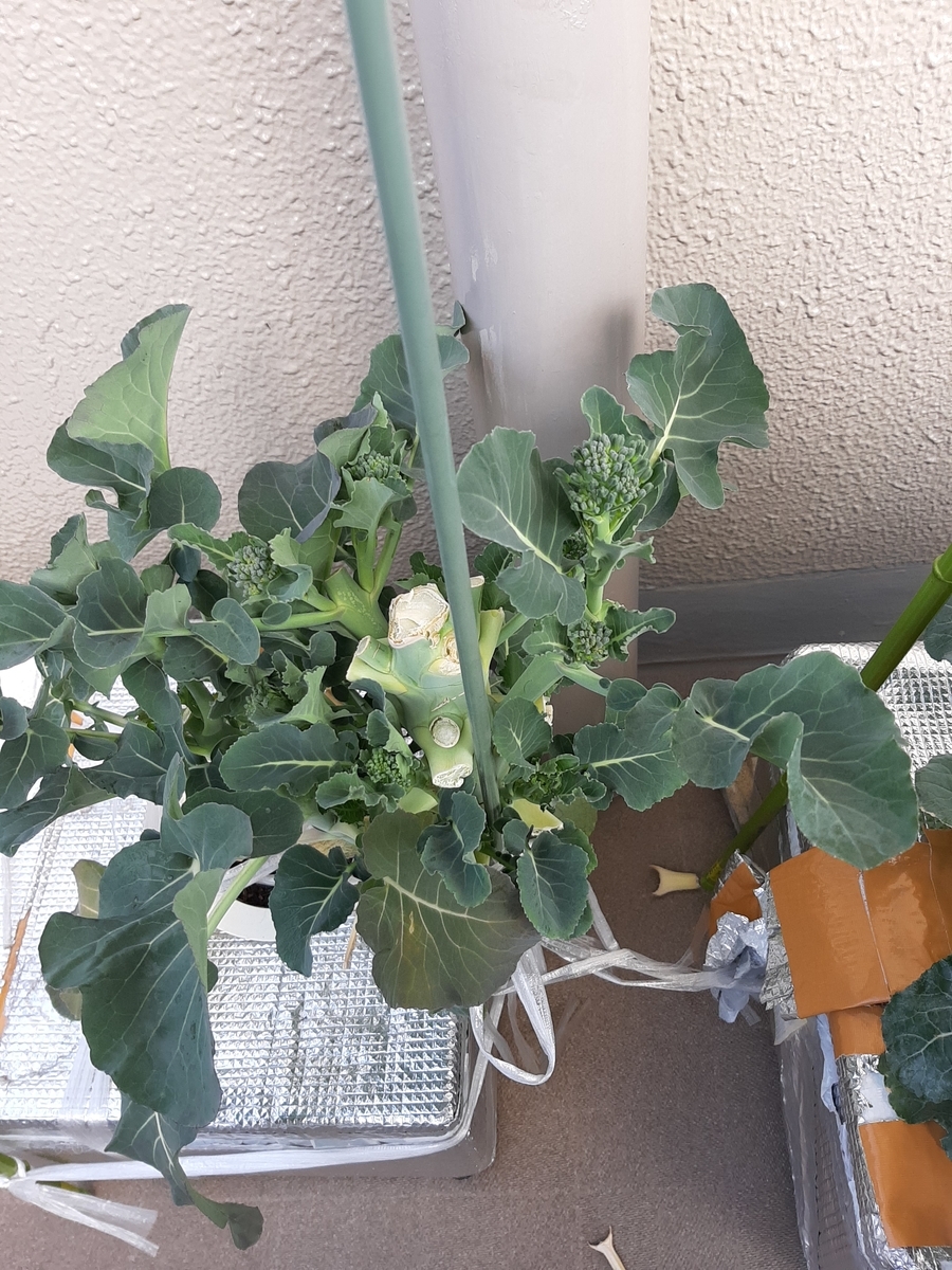f:id:tomatotopan:20210202183216j:plain