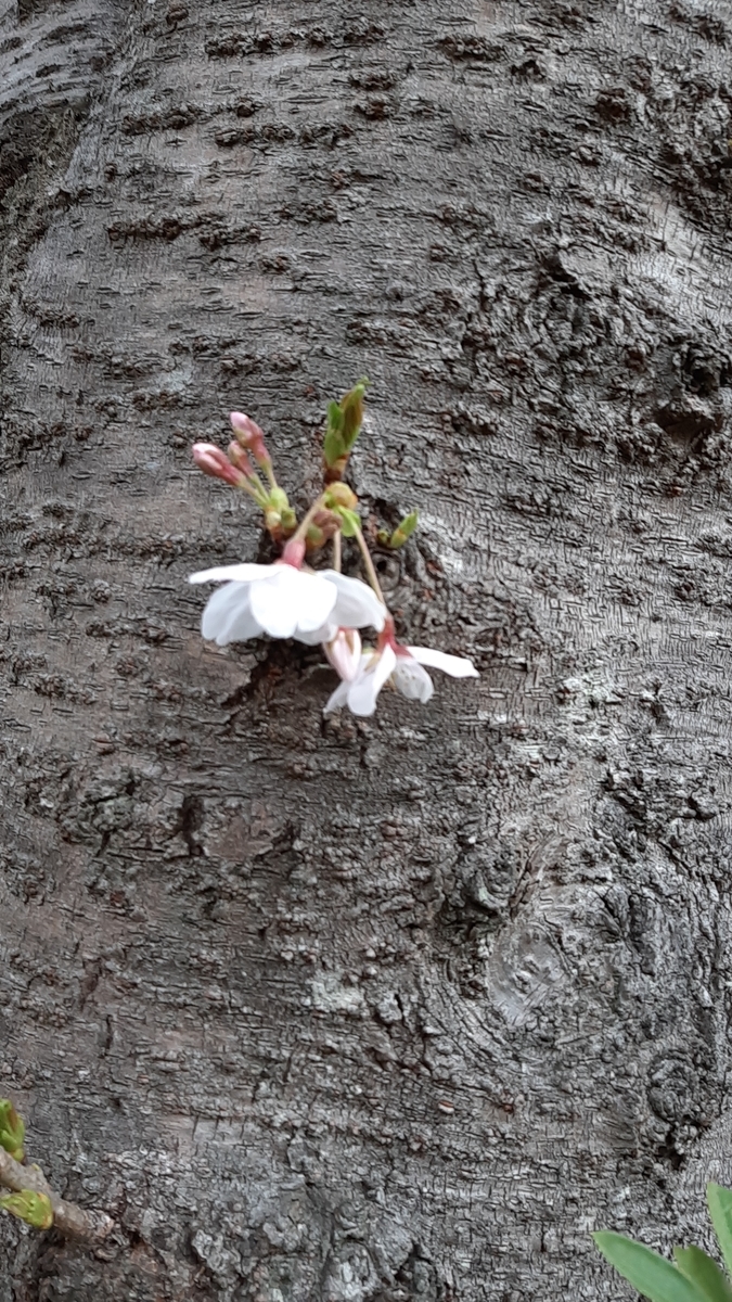 f:id:tomatotopan:20210324212906j:plain
