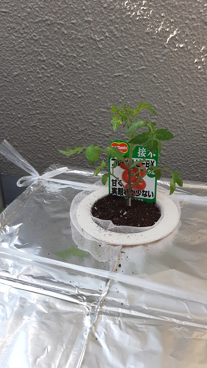 f:id:tomatotopan:20210411205908j:plain