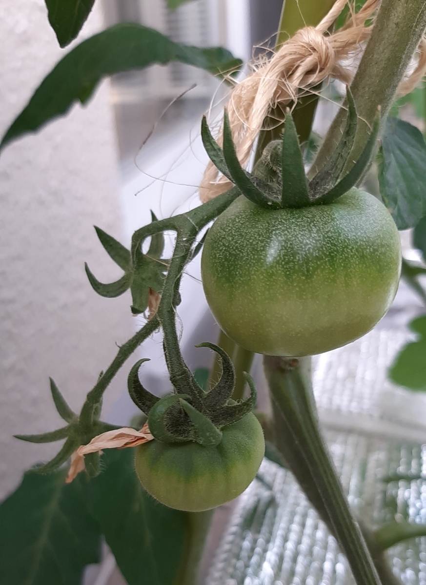 f:id:tomatotopan:20210514185531j:plain