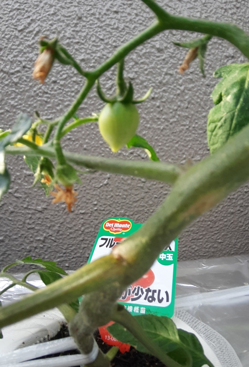 f:id:tomatotopan:20210514185801j:plain