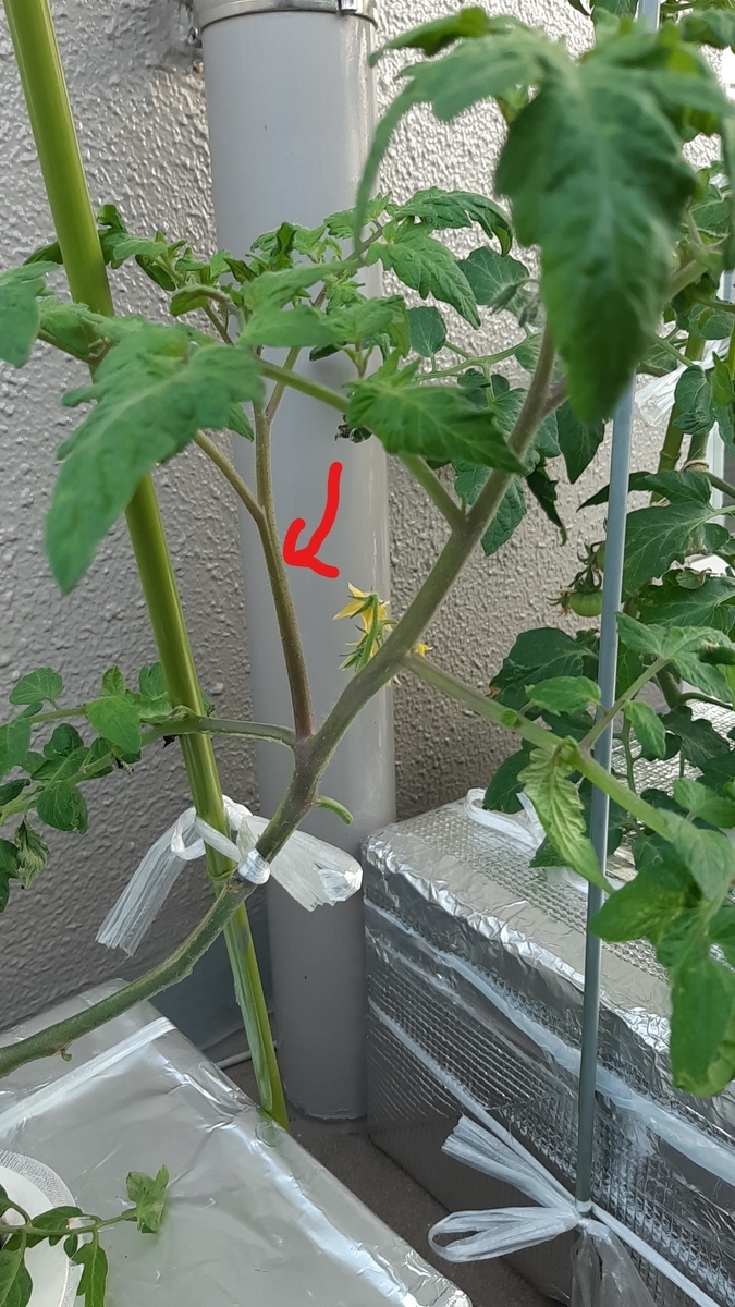 f:id:tomatotopan:20210516125542j:plain