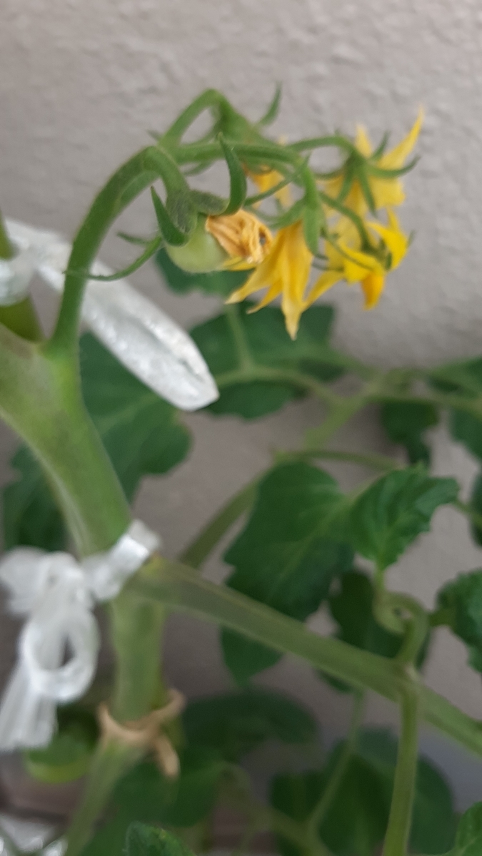 f:id:tomatotopan:20210516130453j:plain