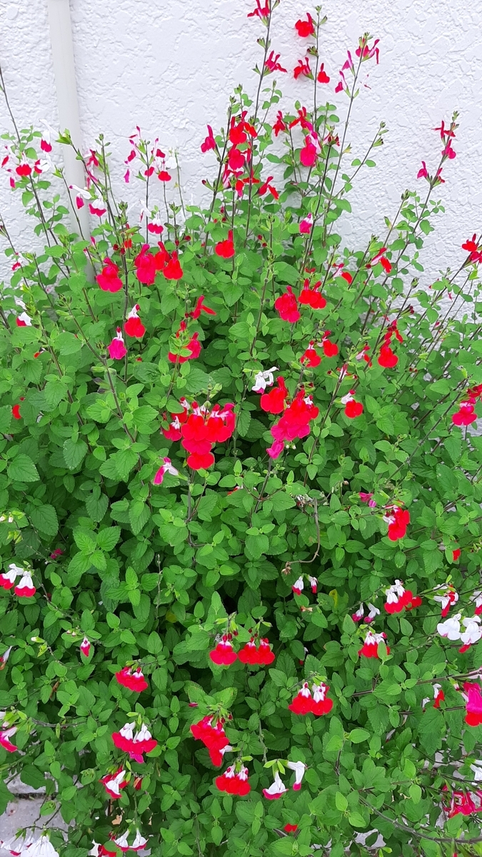 f:id:tomatotopan:20210516213617j:plain