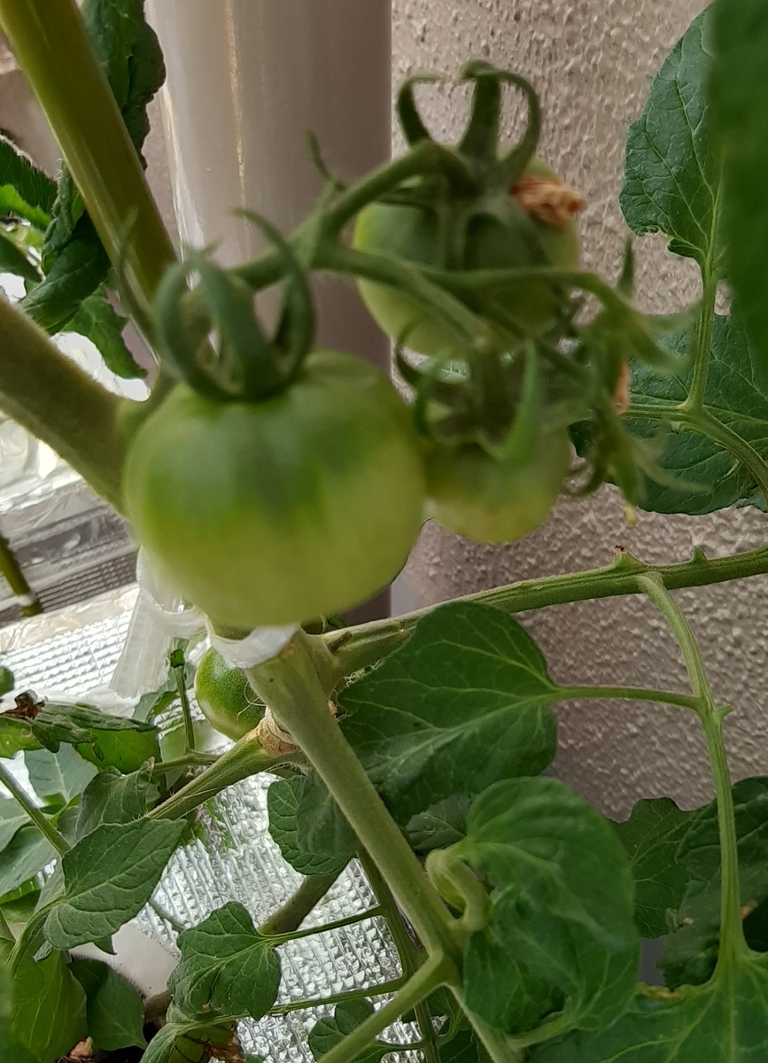 f:id:tomatotopan:20210525200550j:plain