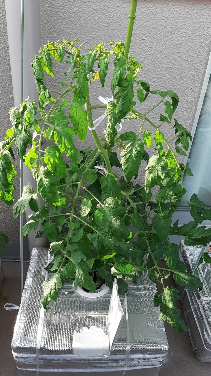 f:id:tomatotopan:20210525201059j:plain