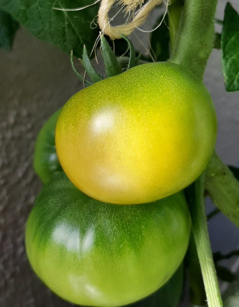 f:id:tomatotopan:20210607155420j:plain