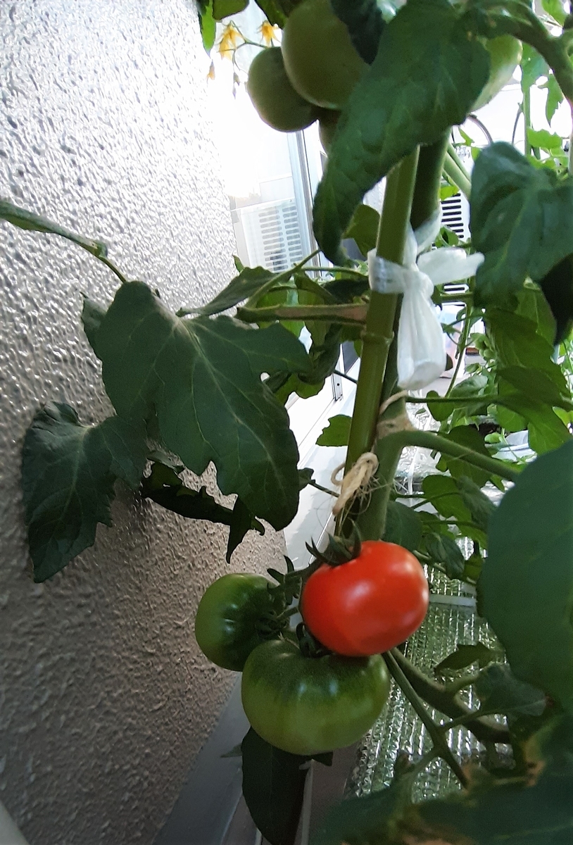 f:id:tomatotopan:20210610130211j:plain