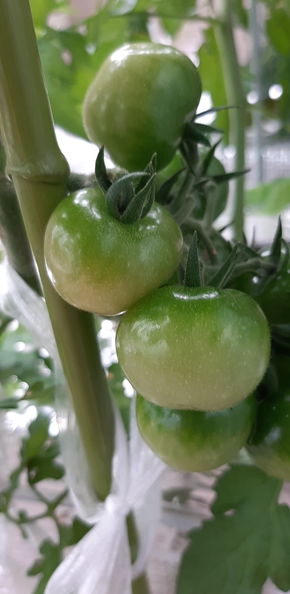 f:id:tomatotopan:20210613163720j:plain