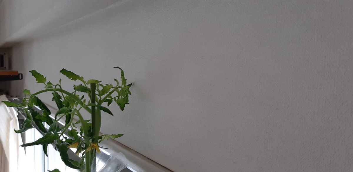 f:id:tomatotopan:20210616145651j:plain