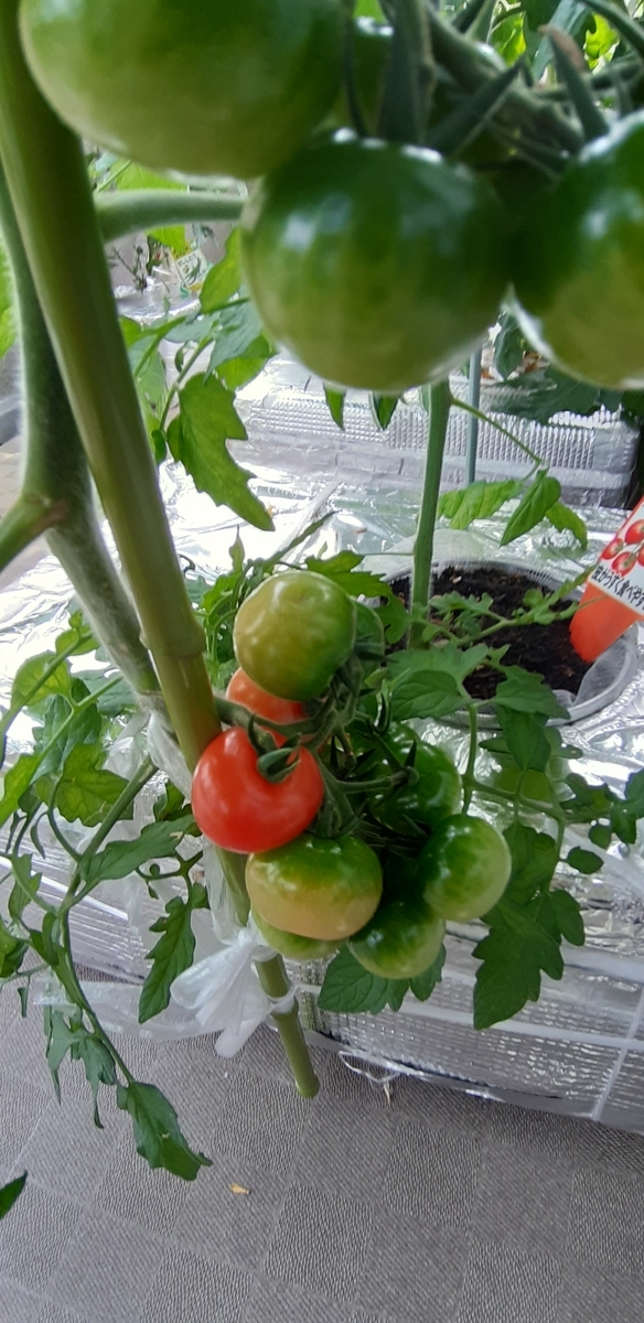 f:id:tomatotopan:20210620133153j:plain