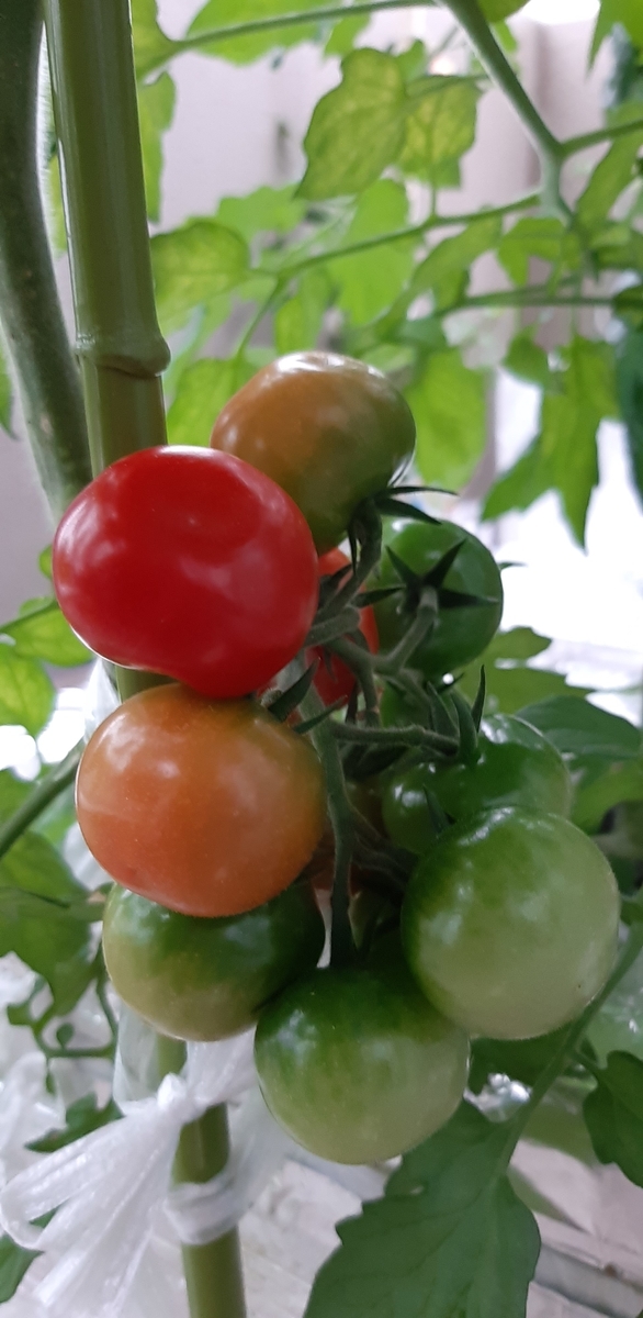 f:id:tomatotopan:20210620133244j:plain