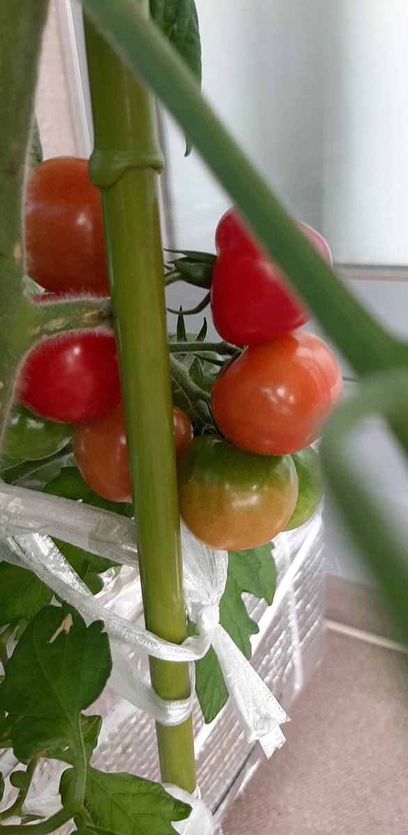 f:id:tomatotopan:20210620133418j:plain