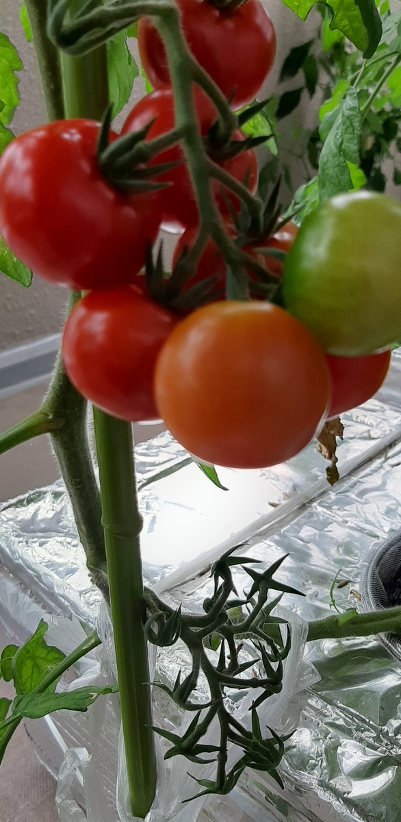 f:id:tomatotopan:20210701171406j:plain
