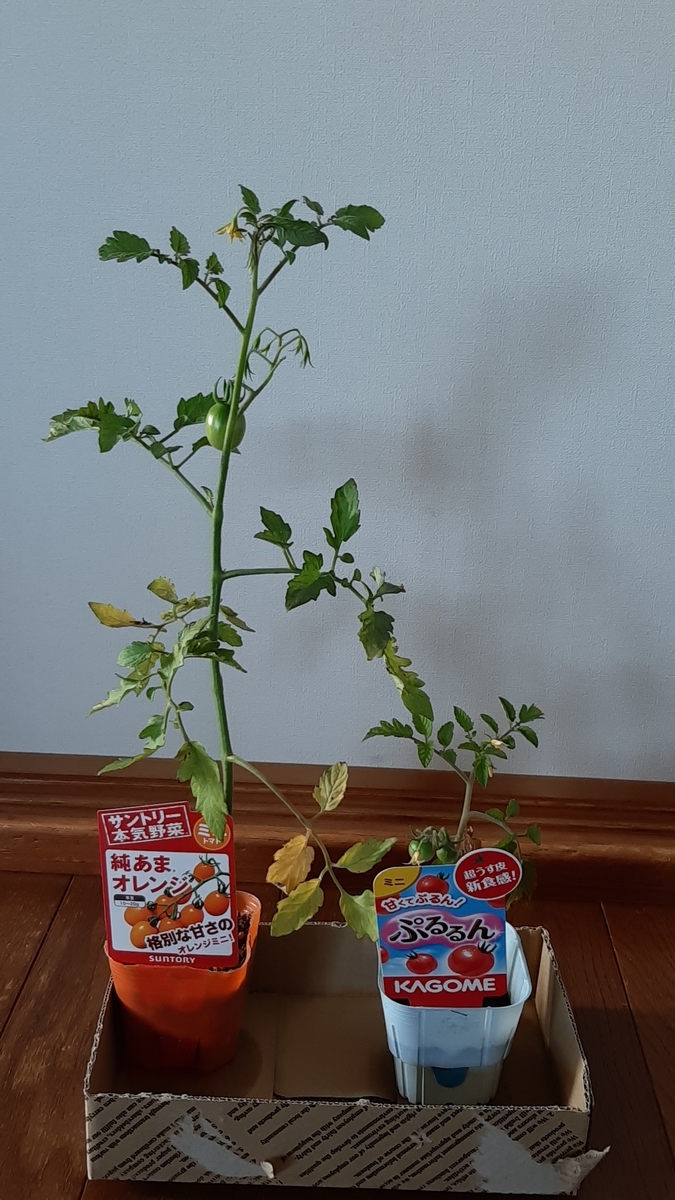 f:id:tomatotopan:20210705142638j:plain