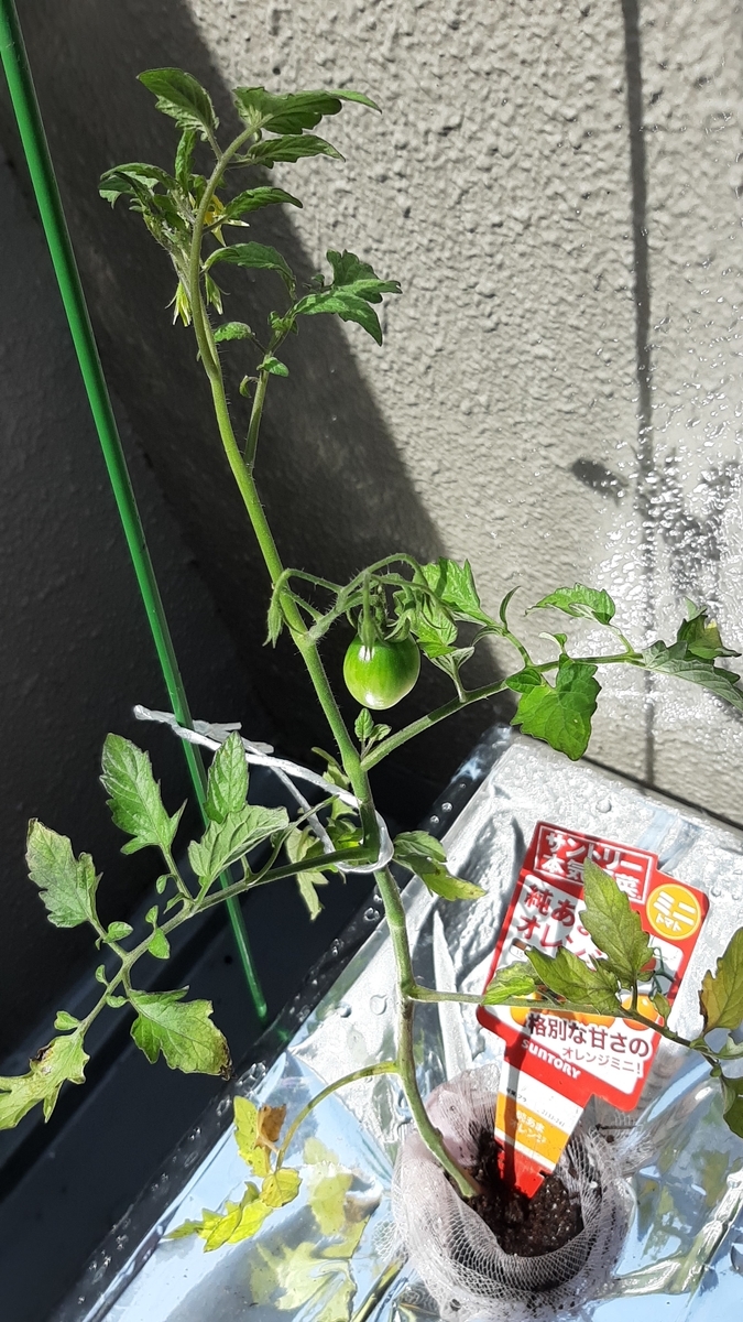f:id:tomatotopan:20210705143429j:plain