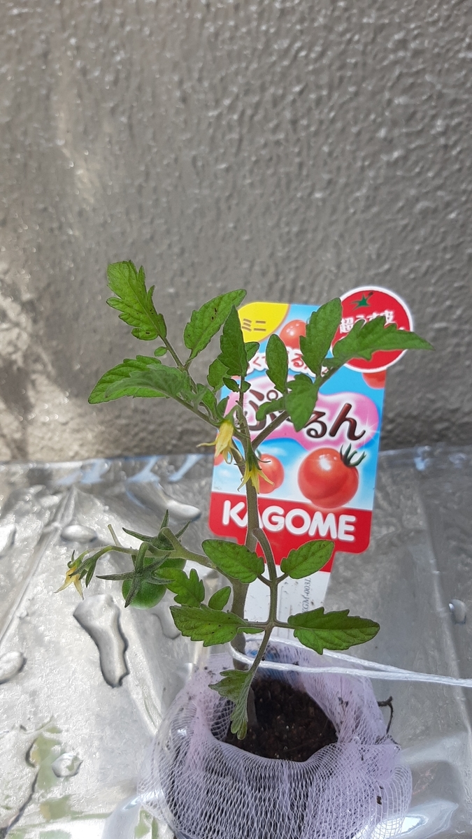 f:id:tomatotopan:20210705143450j:plain
