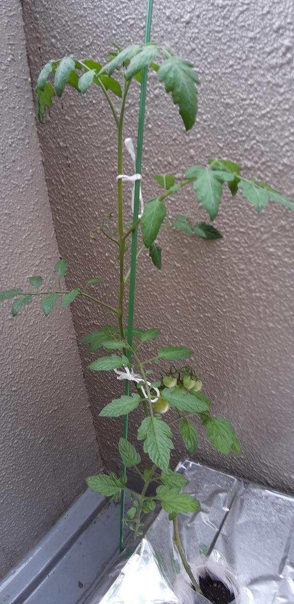 f:id:tomatotopan:20210705144010j:plain