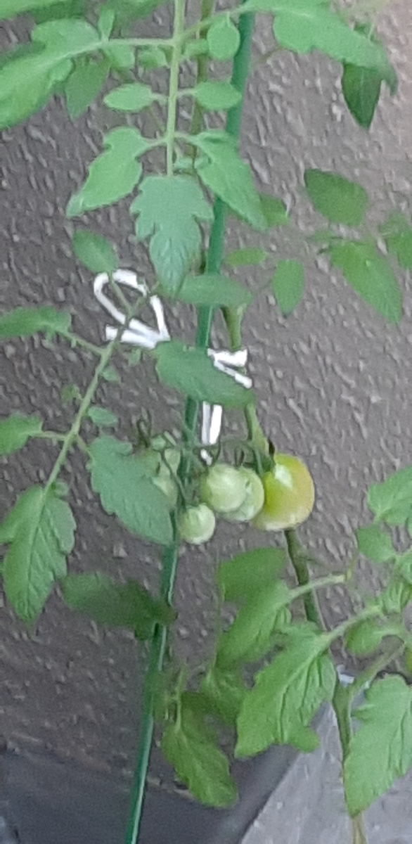 f:id:tomatotopan:20210705144148j:plain