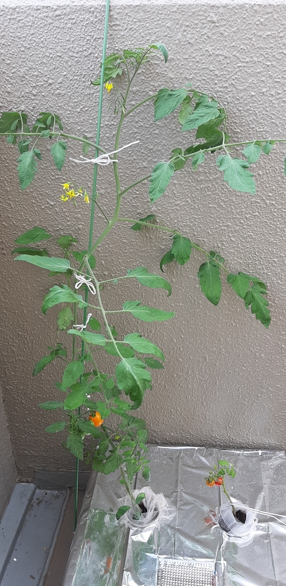 f:id:tomatotopan:20210705144410j:plain