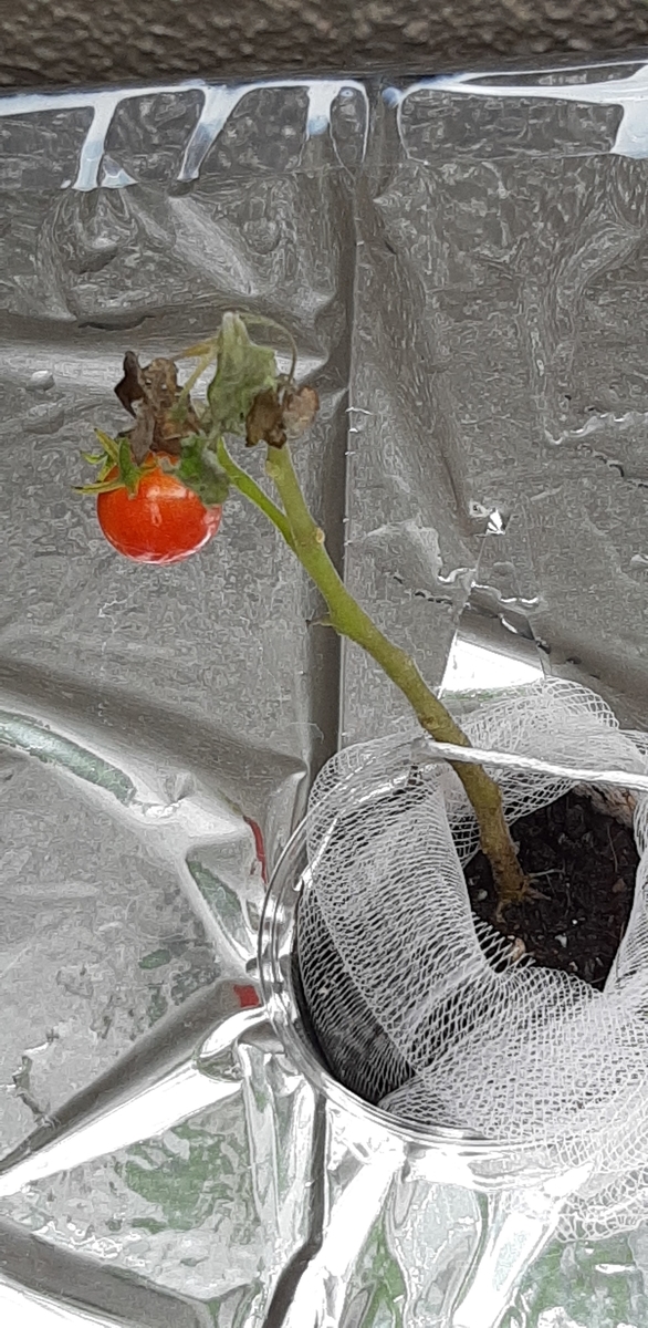 f:id:tomatotopan:20210705144820j:plain