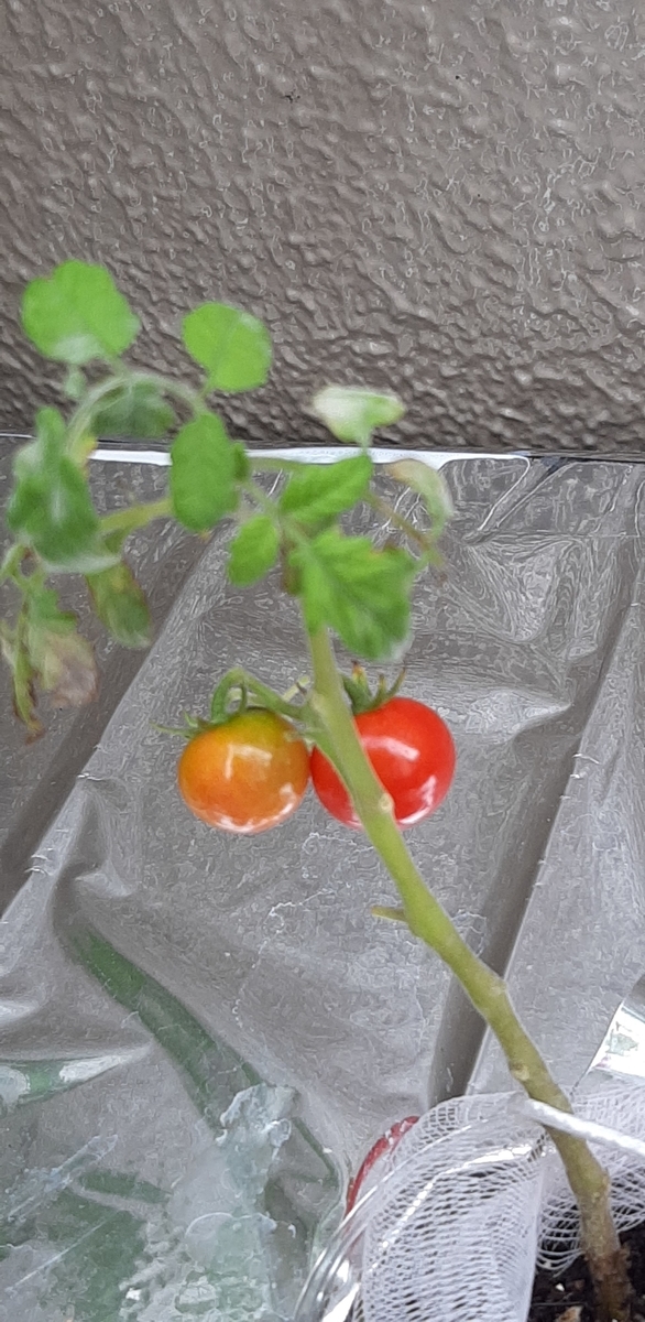 f:id:tomatotopan:20210705144931j:plain
