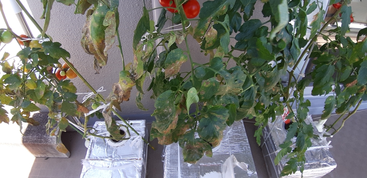 f:id:tomatotopan:20210721164319j:plain