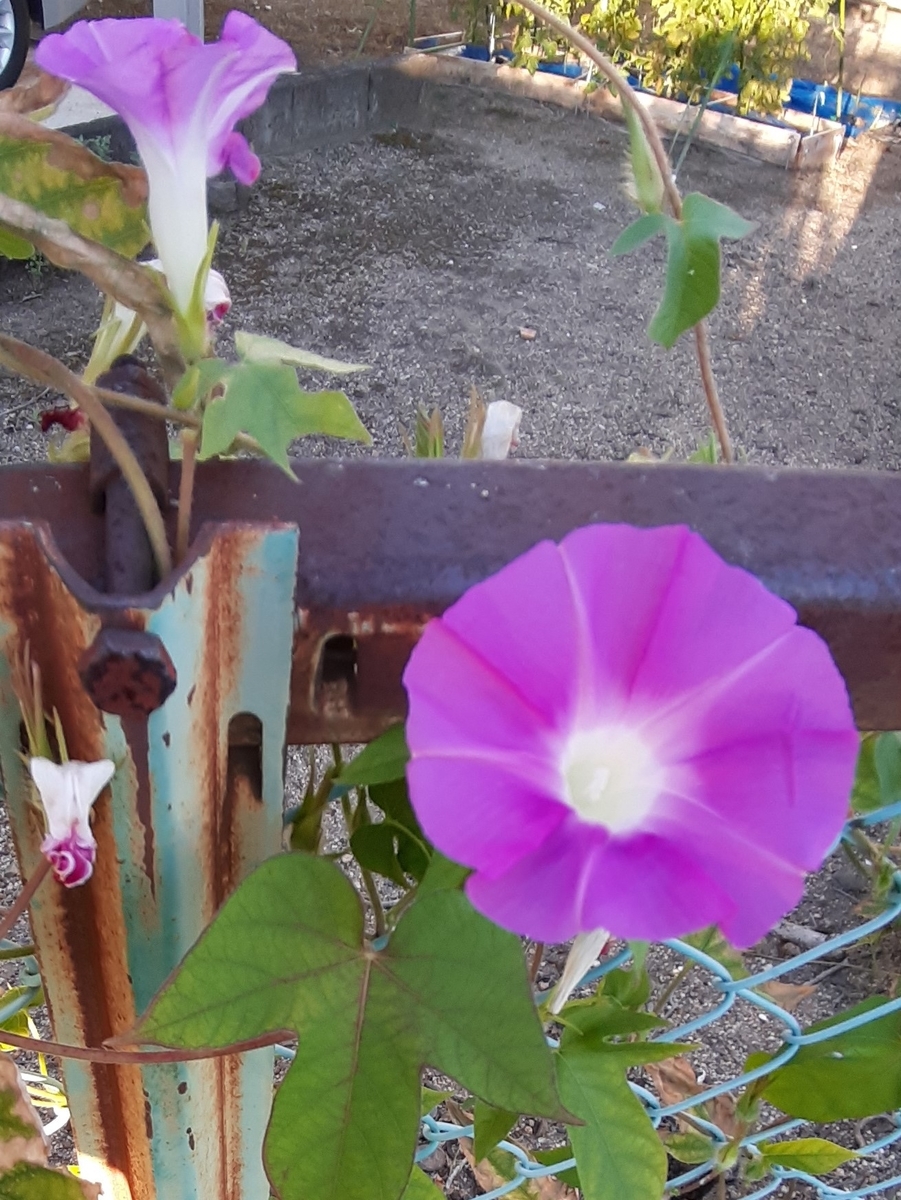 f:id:tomatotopan:20210724074351j:plain