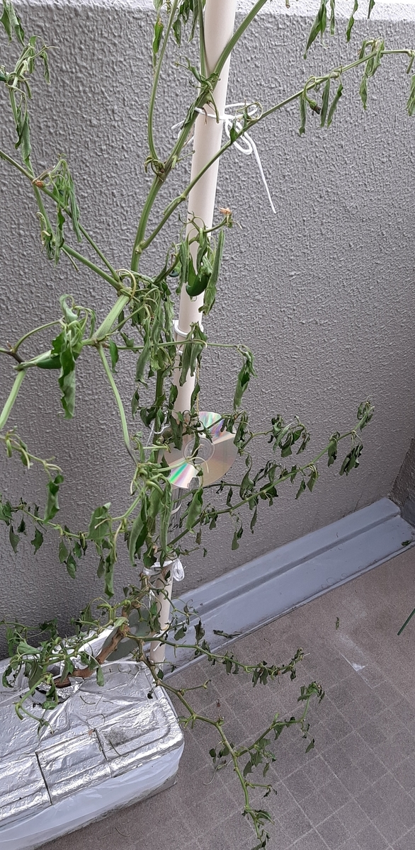 f:id:tomatotopan:20210920183957j:plain