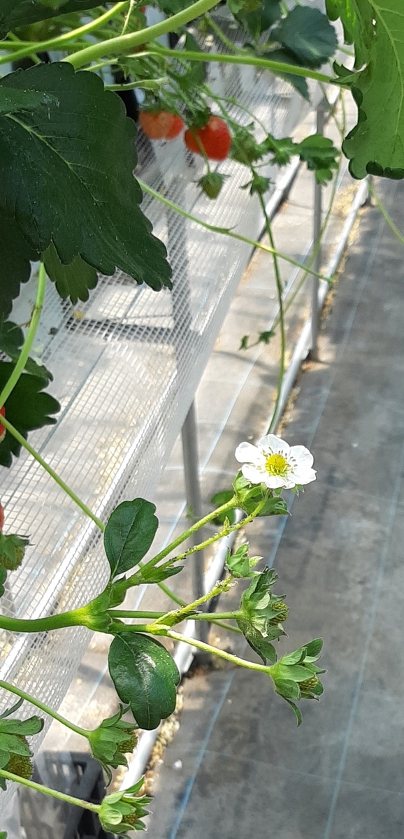 f:id:tomatotopan:20220417142236j:plain