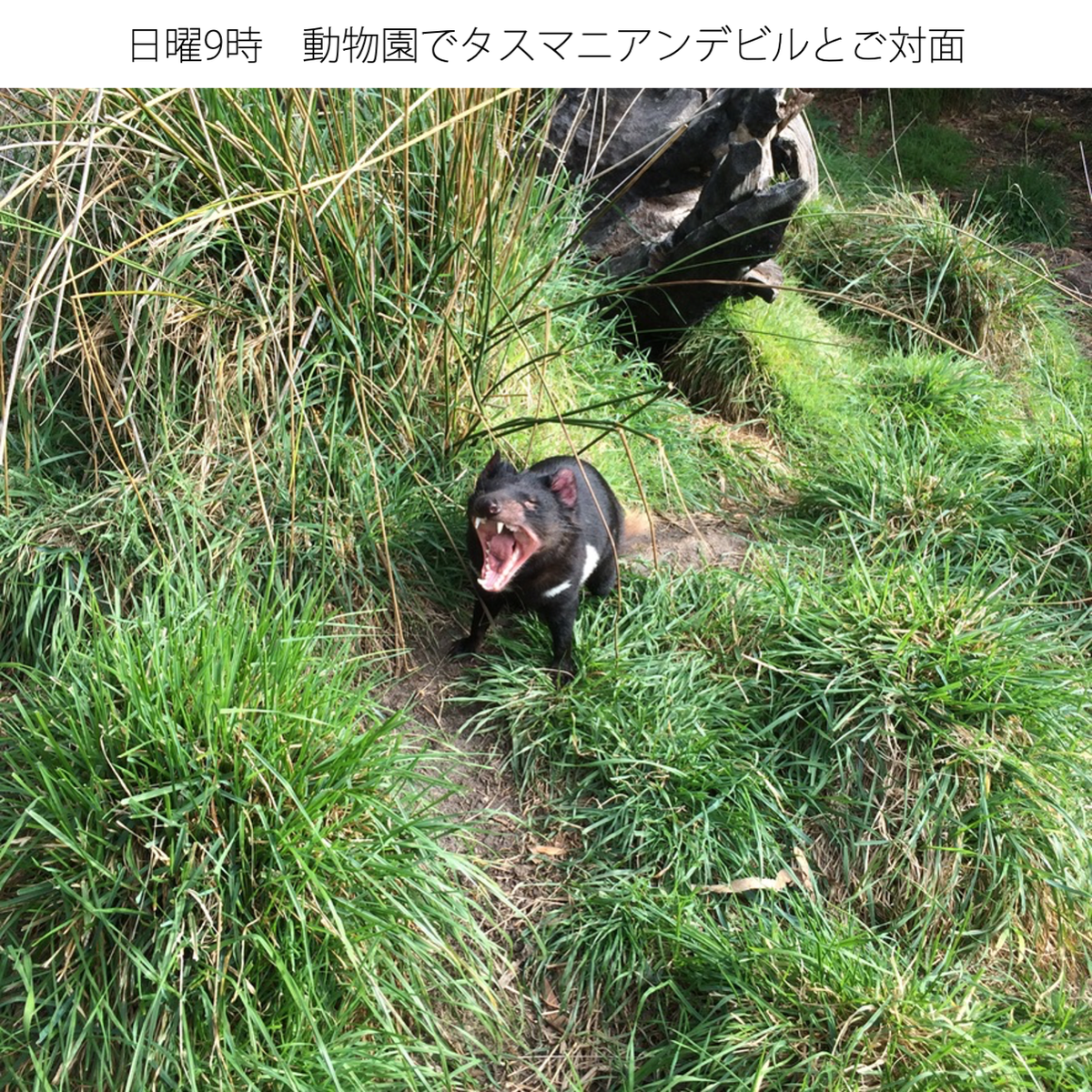 f:id:tomatsu1024:20210816180917p:plain