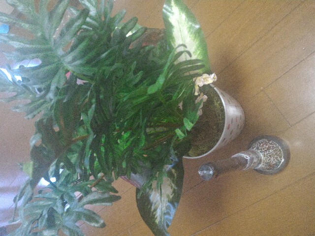 f:id:tombi-aburage:20160429195245j:image f:id:tombi-aburage:20160429195245j:image
