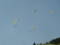 [パラグライダー][群馬][妙義][Paraglider][Japan]