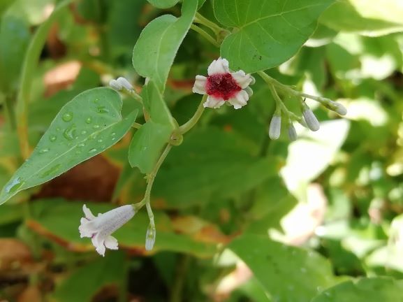 ヘクソカズラが花盛り トンボさんの遊人手帳