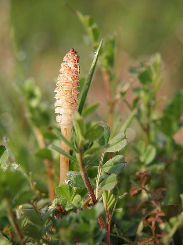 f:id:tomhoo:20150322202526j:plain f:id:tomhoo:20150322202526j:plain