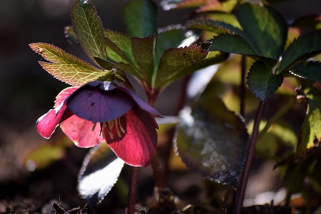 f:id:tomhoo:20160313200309j:plain f:id:tomhoo:20160313200309j:plain