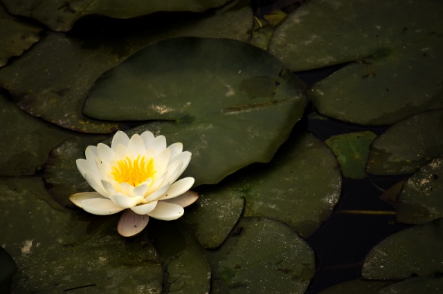 f:id:tomhoo:20160618193856j:plain f:id:tomhoo:20160618193856j:plain