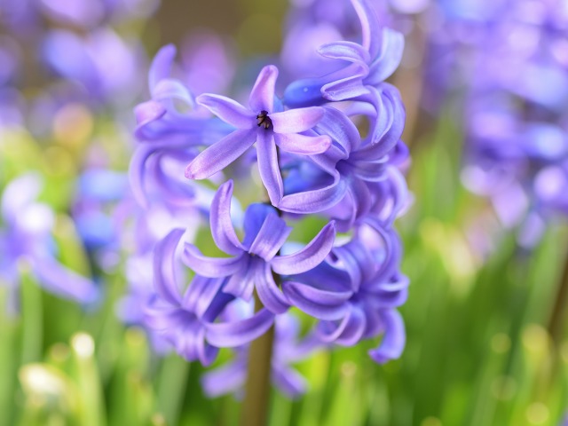 f:id:tomhoo:20170321221340j:plain f:id:tomhoo:20170321221340j:plain