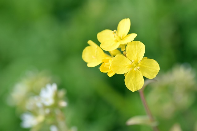 f:id:tomhoo:20170326211122j:plain f:id:tomhoo:20170326211122j:plain