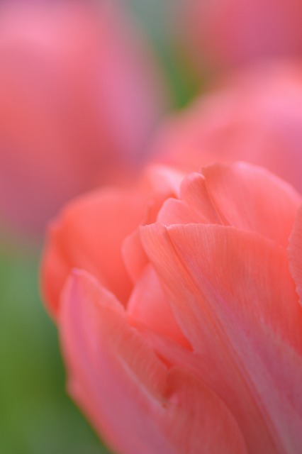 f:id:tomhoo:20170409212600j:plain f:id:tomhoo:20170409212600j:plain